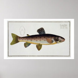 Braune Forelle (Salmo Iasustris) Platte XXIII von  Poster