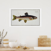 Braune Forelle (Salmo Iasustris) Platte XXIII von Poster (Küche)