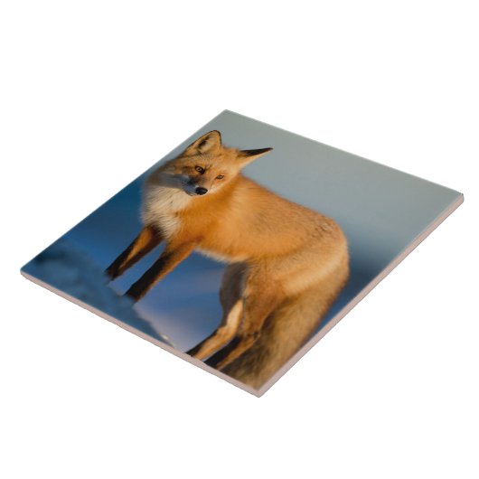 Braune Fox-Keramik Fliese (Seite)