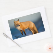 Braune Fox Rechteckkleber Rechteckiger Aufkleber (Umschlag)