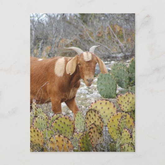 Braune gepunktete Ziege Postkarte (Vorderseite)