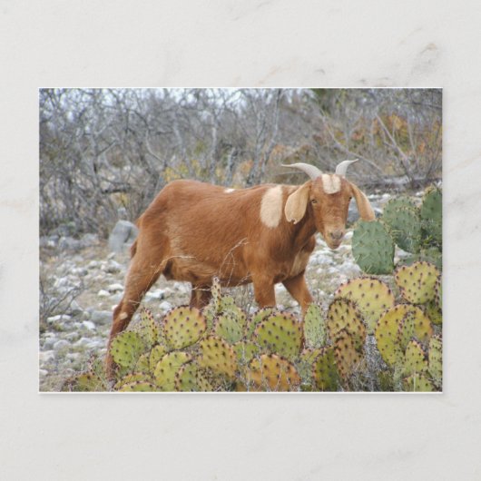 Braune gepunktete Ziege Postkarte (Vorderseite)