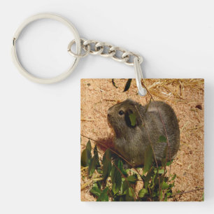 Braune, glatthaarige Guinea Schlüsselanhänger