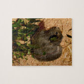 Braune Guinea Schweinchen, Jigsaw Puzzle (Horizontal)