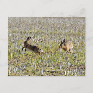 Braune Hasen jagen Postkarte