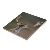 Braune Hirsche beurteilt dich. Fliese (Seite)