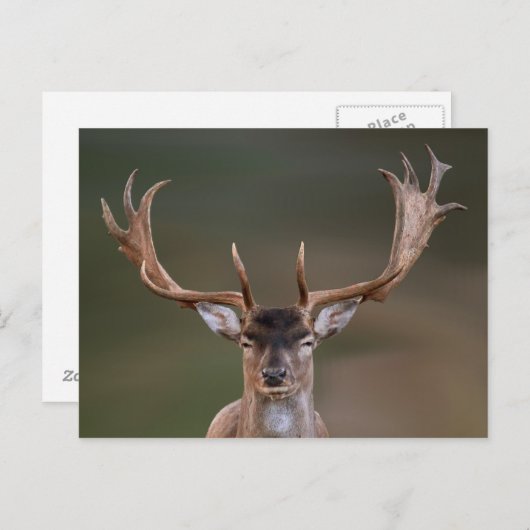 Braune Hirsche beurteilt dich. Postkarte (Vorne/Hinten)