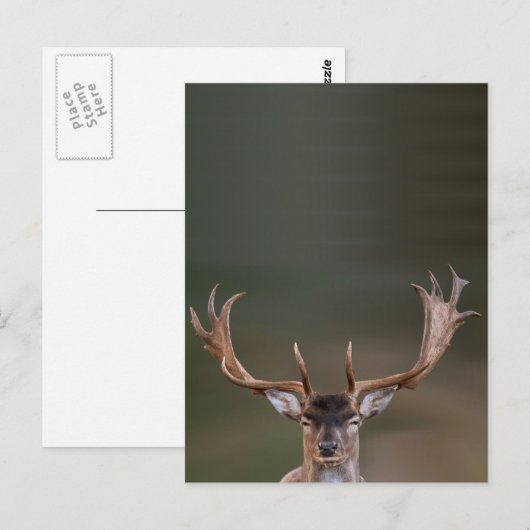 Braune Hirsche beurteilt dich. Postkarte (Vorne/Hinten)