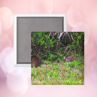 Braune Kaninchen im Gras Florida Magnet