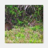 Braune Kaninchen im Gras Florida Magnet (Vorne)