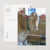 Braune Kuh Postkarte (Vorne/Hinten)