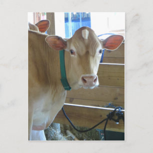 Braune Kuh Postkarte