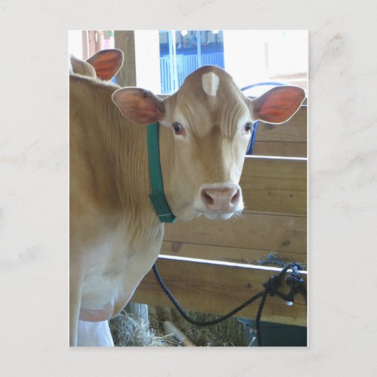 Braune Kuh Postkarte (Vorderseite)