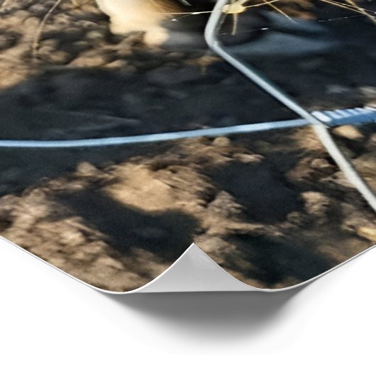 Braune Kuh Super Nah-Up Poster (Ecke)