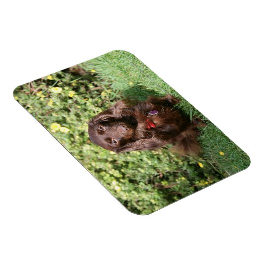 Braune Langhaarige Miniatur-Dackel Magnet (Rechte Seite)