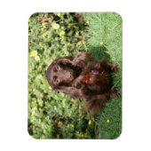 Braune Langhaarige Miniatur-Dackel Magnet (Vertikal)