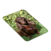 Braune Langhaarige Miniatur-Dackel Magnet (Rechte Seite)