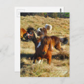Braune Miniaturpferde Postkarte (Vorne/Hinten)