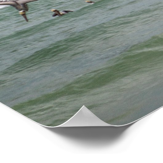 Braune Pelikane, die im Golf von 16x20 Fütternd Poster (Ecke)