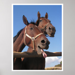 Braune Pferde, Pferd streckt Zunge heraus Poster