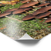 Braune Pilze Moos 10x8 Natur Fotodruck (Ecke)