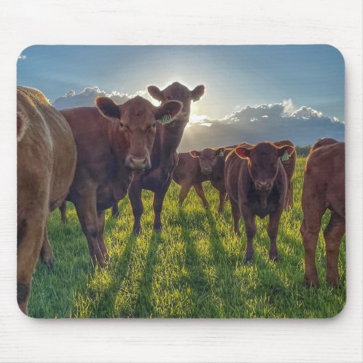Braune Rinder in Weiden Mousepad (Vorne)