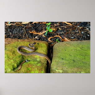 Braune Schlange Texas Poster