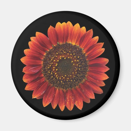 Braune Sonnenblume Magnet (Vorne)