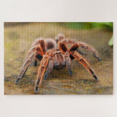 Braune Spinne Puzzle (Horizontal)