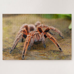 Braune Spinne Puzzle