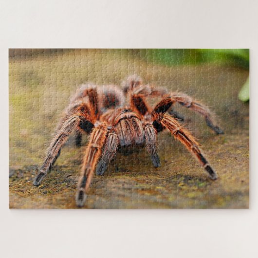 Braune Spinne Puzzle (Horizontal)