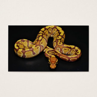 Braune und goldene Ball Python