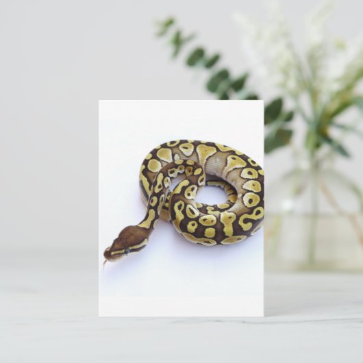 Braune und goldene Ball Python 2 Postkarte (Stehend Vorderseite)