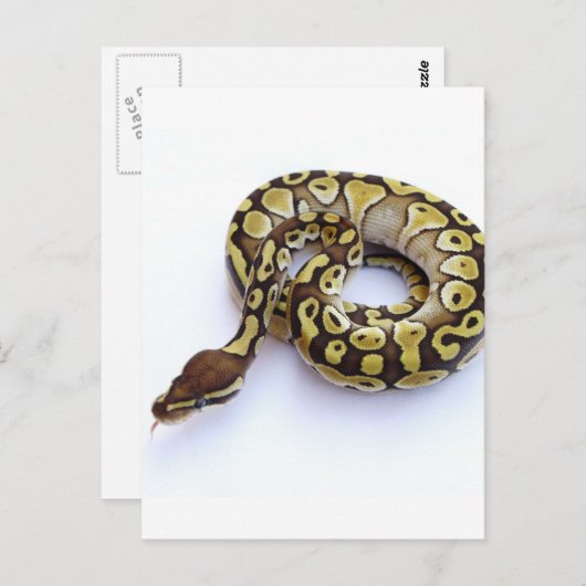 Braune und goldene Ball Python 2 Postkarte (Vorne/Hinten)