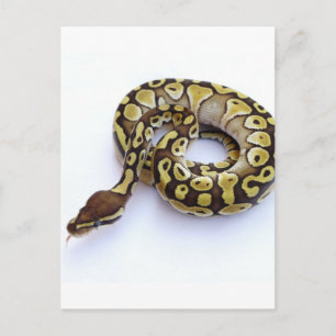 Braune und goldene Ball Python 2 Postkarte