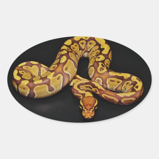 Braune und goldene Ball Python Ovaler Aufkleber (Vorderseite)
