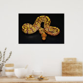 Braune und goldene Ball Python Poster (Küche)