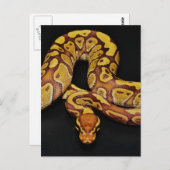 Braune und goldene Ball Python Postkarte (Vorne/Hinten)