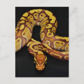 Braune und goldene Ball Python Postkarte (Vorderseite)