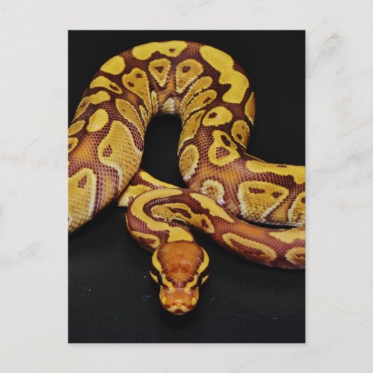 Braune und goldene Ball Python Postkarte (Vorderseite)