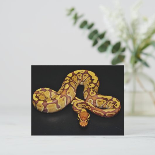 Braune und goldene Ball Python Postkarte (Stehend Vorderseite)