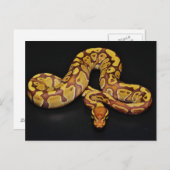 Braune und goldene Ball Python Postkarte (Vorne/Hinten)