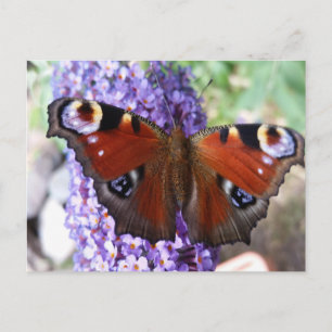 Braune und lila violette Schmetterlingsblumen Post Postkarte