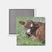 Braune und weiße Kalbmagnete Magnet (Vorderseite/Rückseite)