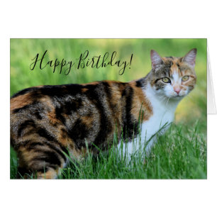 Braune und weiße Katze