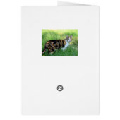 Braune und weiße Katze (Hinten)