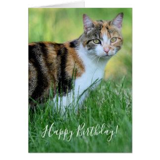 Braune und weiße Katze