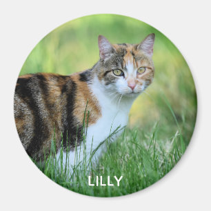 Braune und weiße Katze Magnet