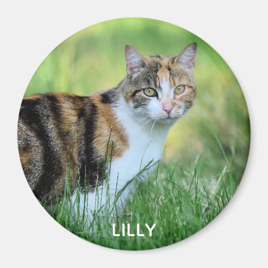 Braune und weiße Katze Magnet (Vorne)