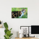 Braune und weiße Katze Poster (Heimbüro)